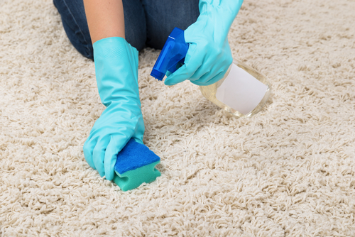 Daily Carpet Maintenance Tips
